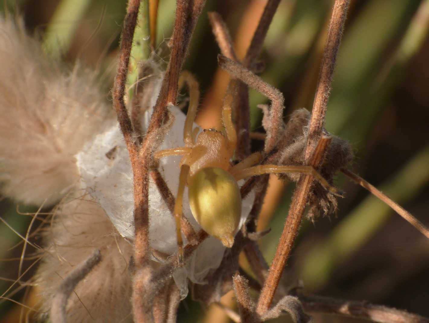 Cheiracanthium punctorium , Natura Mediterraneo Forum Naturalistico